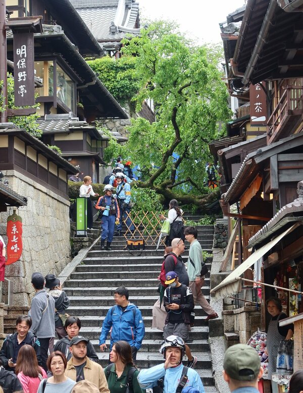 A cherry tree falls on sanneizaka near kiyomizu-dera temple in 